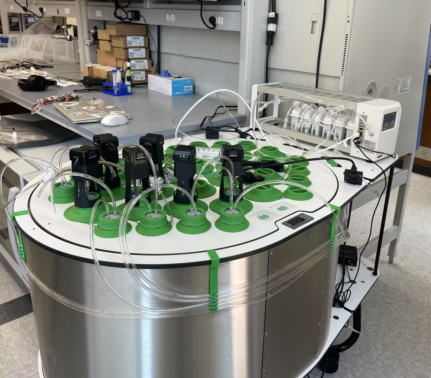 Anaerobic Fungi in Digestion